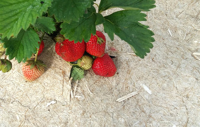 Hamppukatematto, 50 metriä